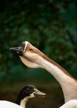 photography of goose