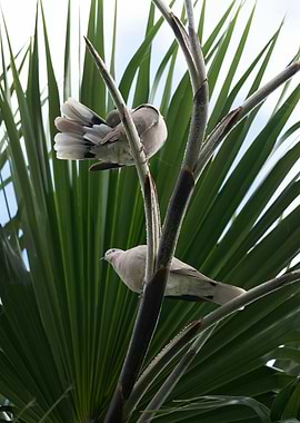 photography of doves