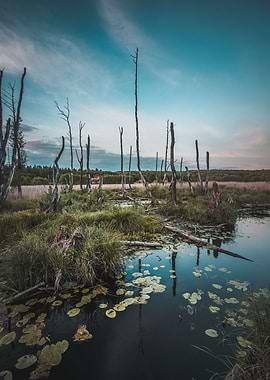 Moody Marsh Landscape