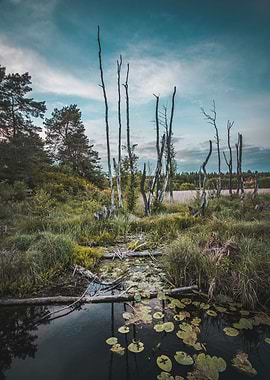 Moody Marsh Landscape