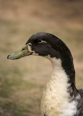 photography of ducks