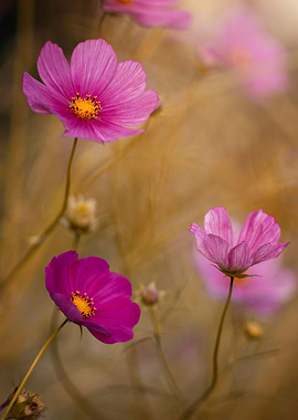 Pink flowers, macro,meadow