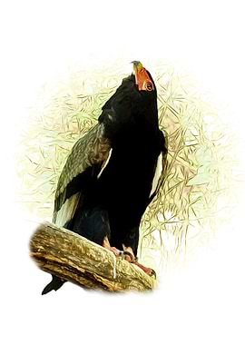 Bateleur