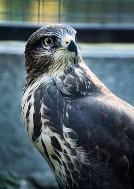 portrait of a eagle