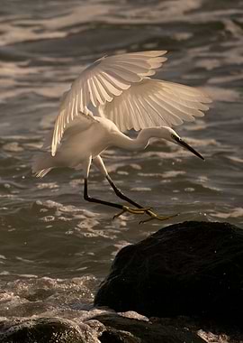 photography of a egret