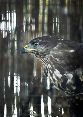 photography of a eagle