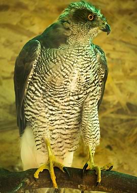 photography of a eagle