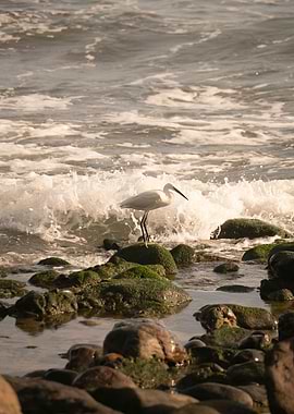 photography of a egret
