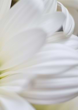 white daisy