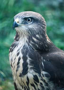 portrait of a eagle