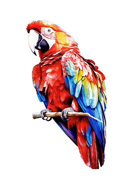 Scarlet Macaw Watercolor