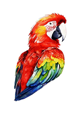 Scarlet Macaw Watercolor