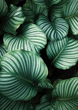 Green tropical leaves