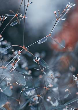 Natural Plant Flowers