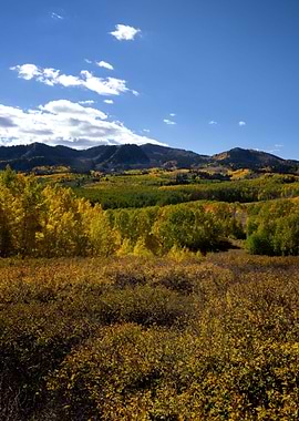 Nature view of flora