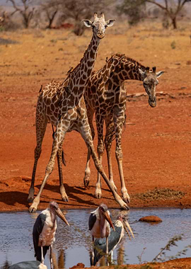 Two Giraffes At Waterhole