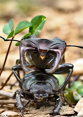 Stagbeetle