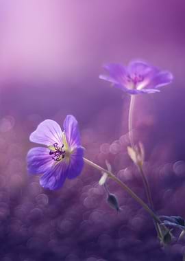 Purple summer flower,macro