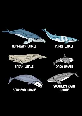 Whales Species Whale Gift