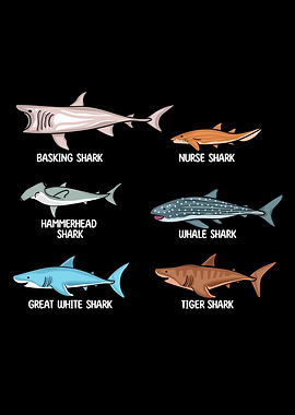 Shark Species Whale Shark