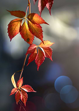Autumn leaves