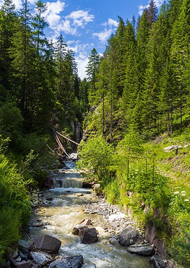 A torrent in a forest