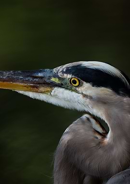 Great Blue Heron Close Up