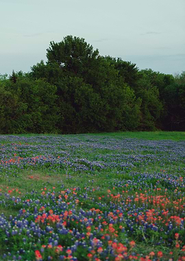 Texas bluebonnets