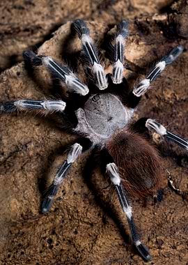 Nhandu Chromatus Tarantula
