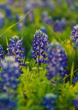 Bluebonnet