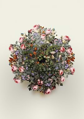 Spotted Bladder Senna