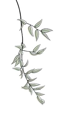 Danae racemosa Minimalist