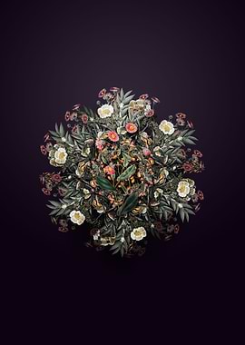 Captain Mangle Rhodanthe