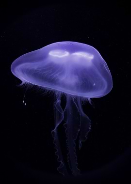 purple jellyfish