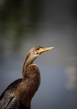 Anhinga Bird Portrait