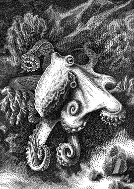 Octopus