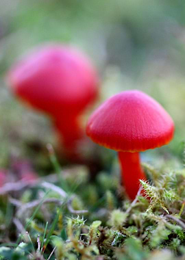 Groovy mushrooms