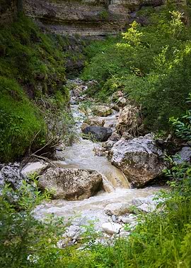 A torrent in the forest