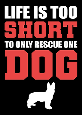 Rescue One Dog Dog Trainer