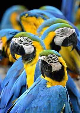 Blue Parrots
