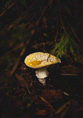 Amanita chrysoblema