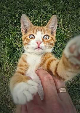 master and his cat