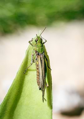 Grasshoper