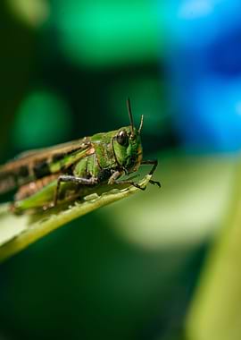 Grasshoper