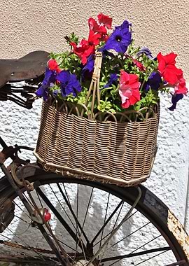 Old bicycle with flowers