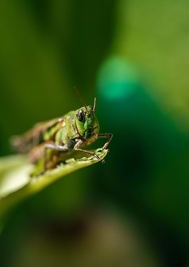 Grasshoper