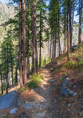 Mountains Forest Trail PNW