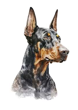 Doberman Watercolor Art