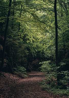 Wandering Through the Fore