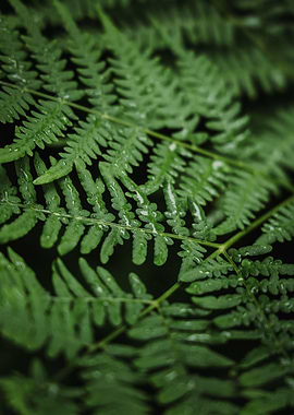 Fern Detail